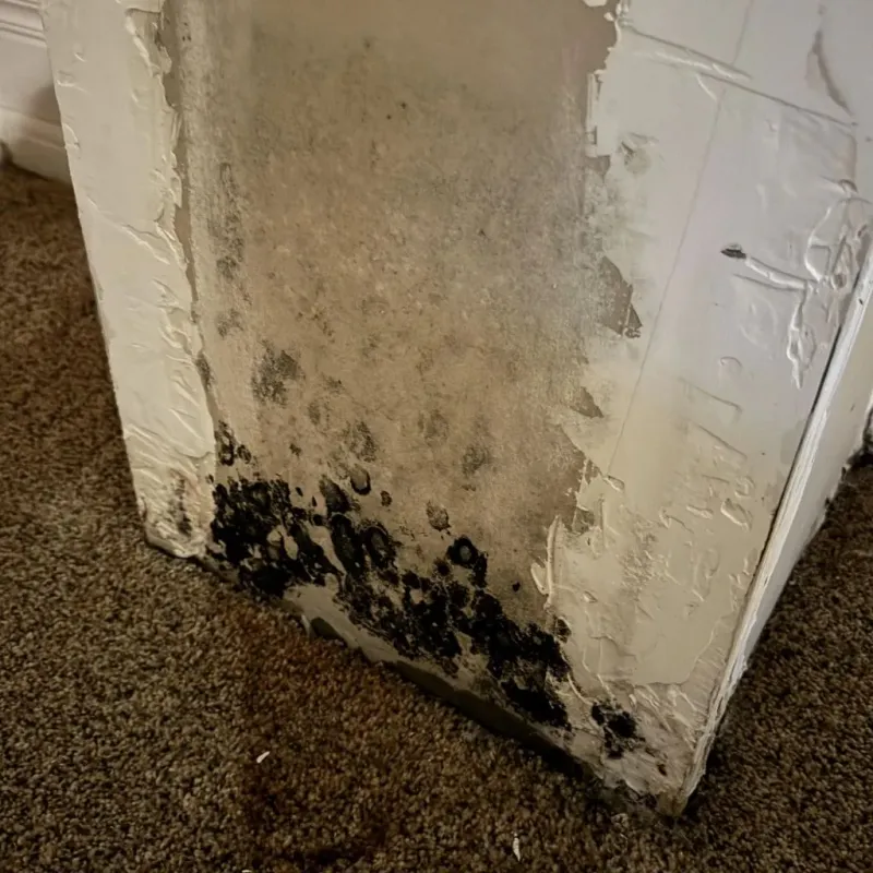 Professional Mold Removal in Dunn, NC